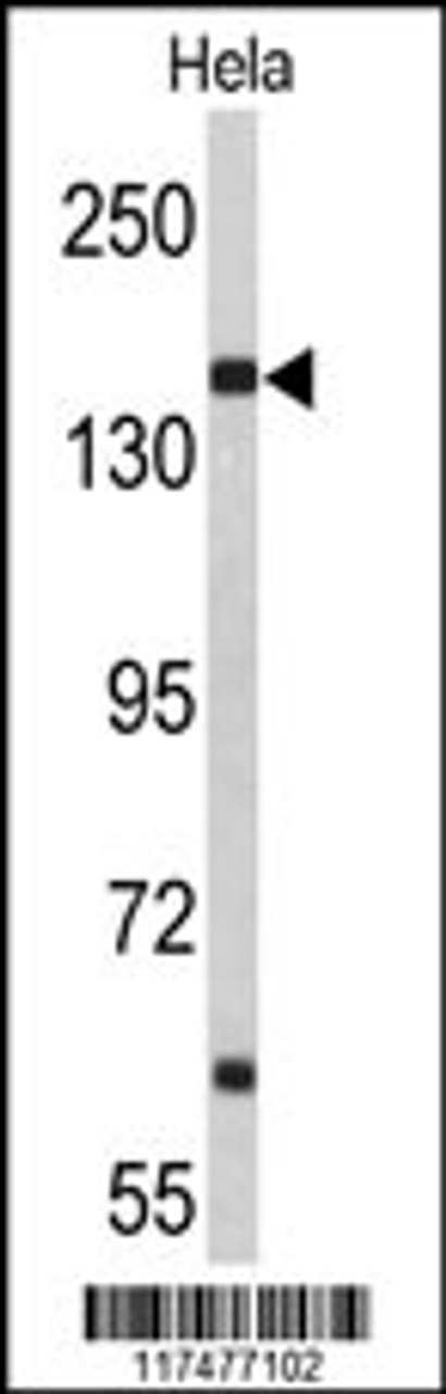 Western blot analysis of NUP153 Antibody in Hela cell line lysates (35ug/lane)