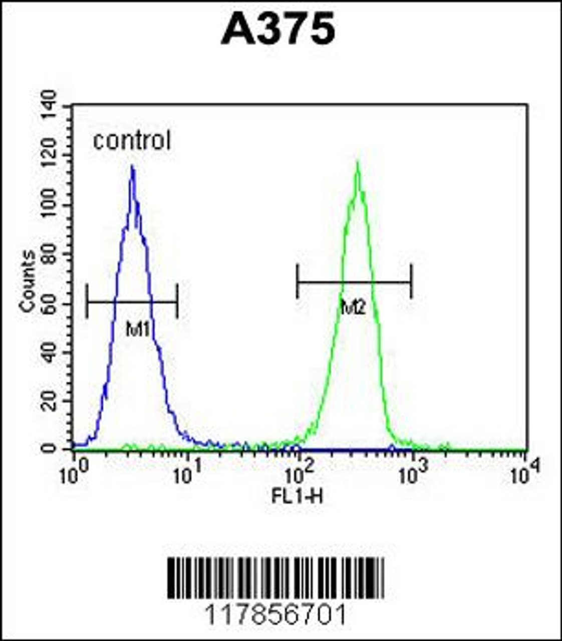 Flow cytometric analysis of A375 cells (right histogram) compared to a negative control cell (left histogram) .FITC-conjugated goat-anti-rabbit secondary antibodies were used for the analysis.