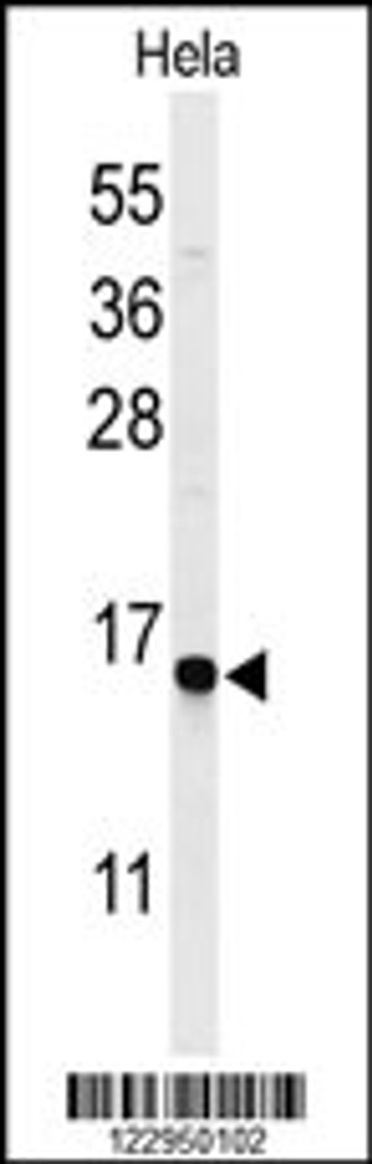 Western blot analysis of GABARAPL1 Antibody in Hela cell line lysates (35ug/lane)