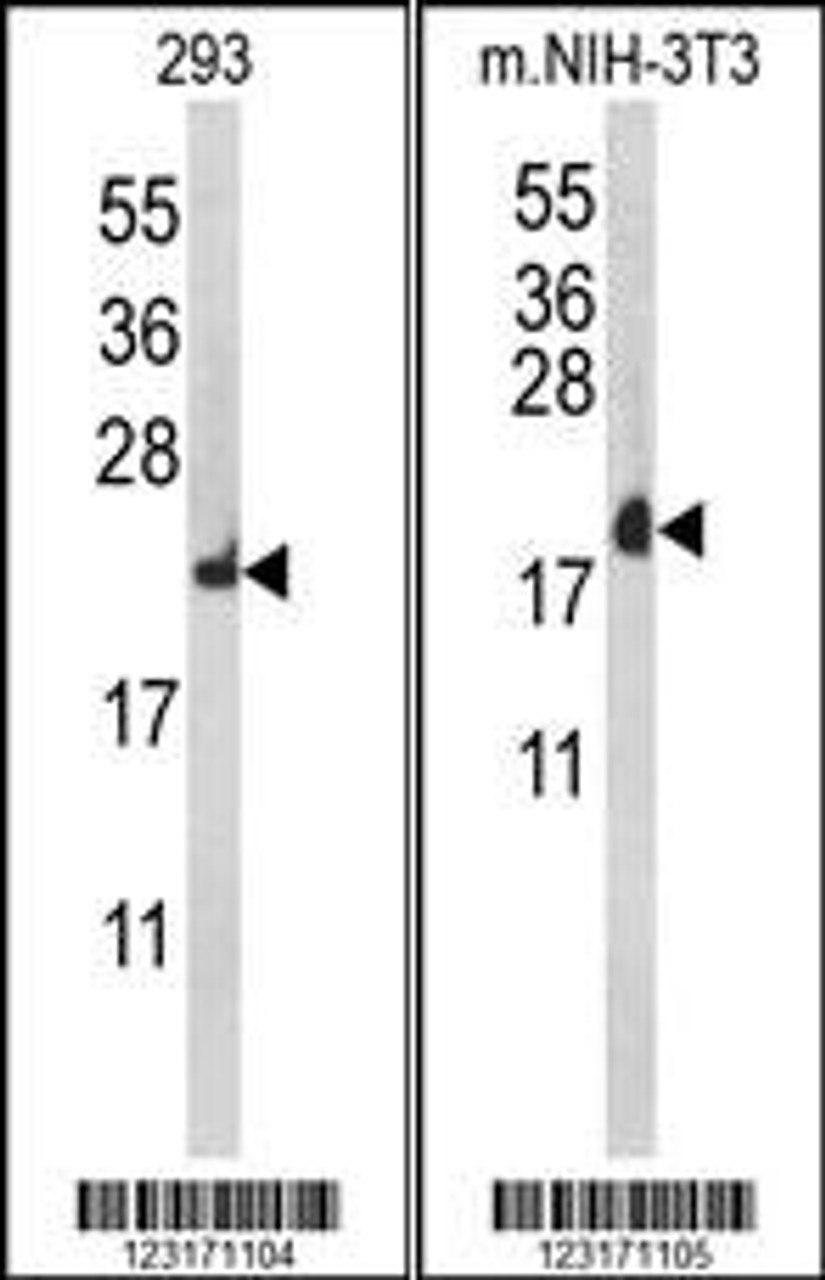 Western blot analysis of RPL18A Antibody in 293, mouse NIH-3T3 cell line lysates (35ug/lane)