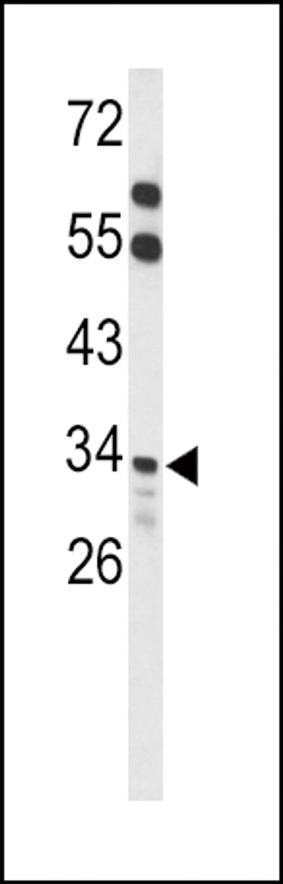 Western blot analysis of ACOT8 Antibody in mouse liver tissue lysates (35ug/lane)