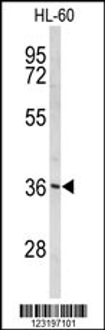 Western blot analysis of PEX14 Antibody in HL-60 cell line lysates (35ug/lane)