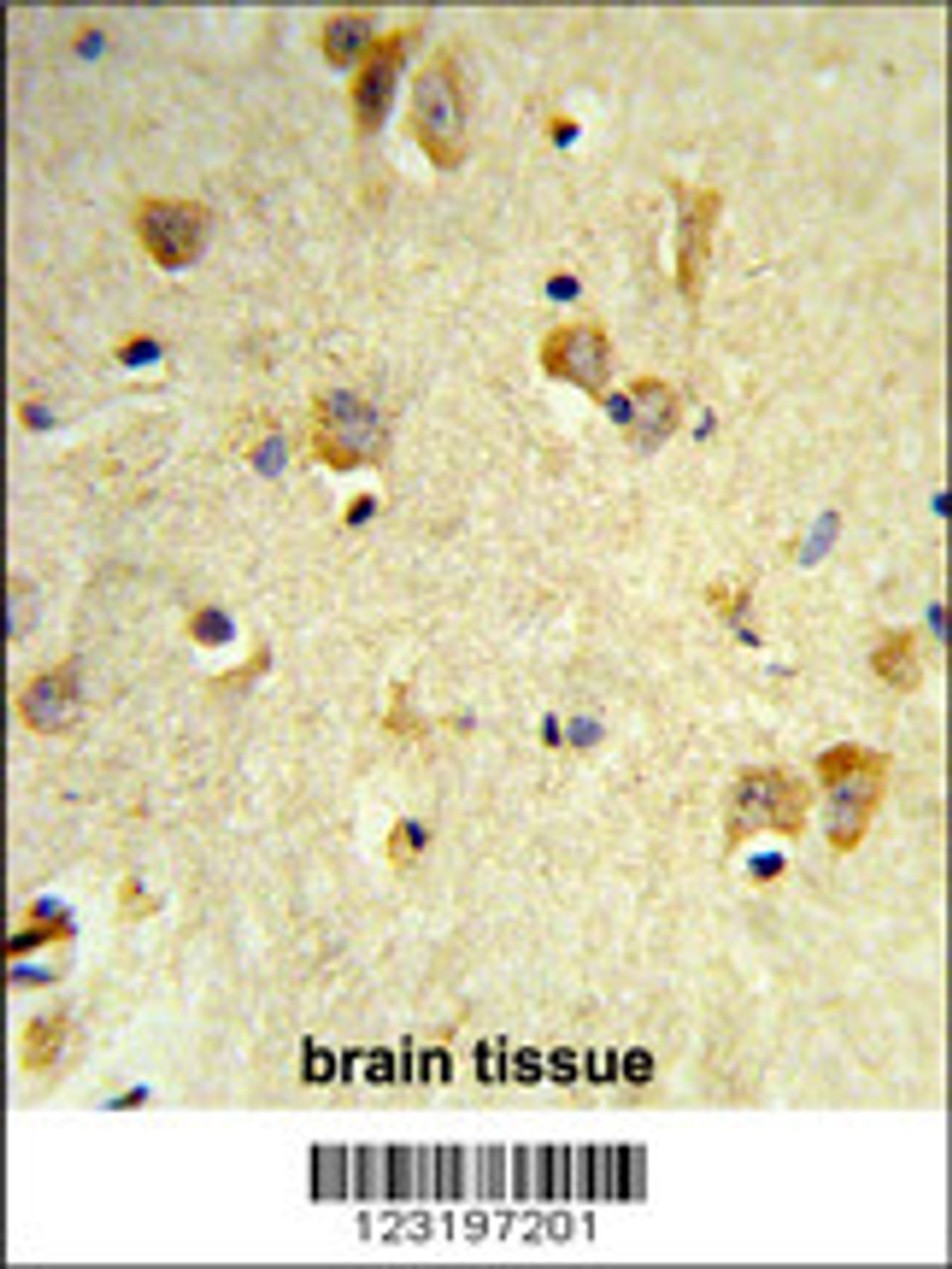 Formalin-fixed and paraffin-embedded human brain tissue reacted with PEX14 Antibody, which was peroxidase-conjugated to the secondary antibody, followed by DAB staining.