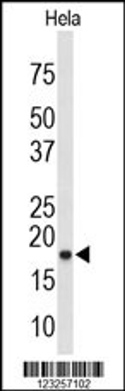 Western blot analysis of COX4I1 Antibody in Hela cell line lysates (35ug/lane)