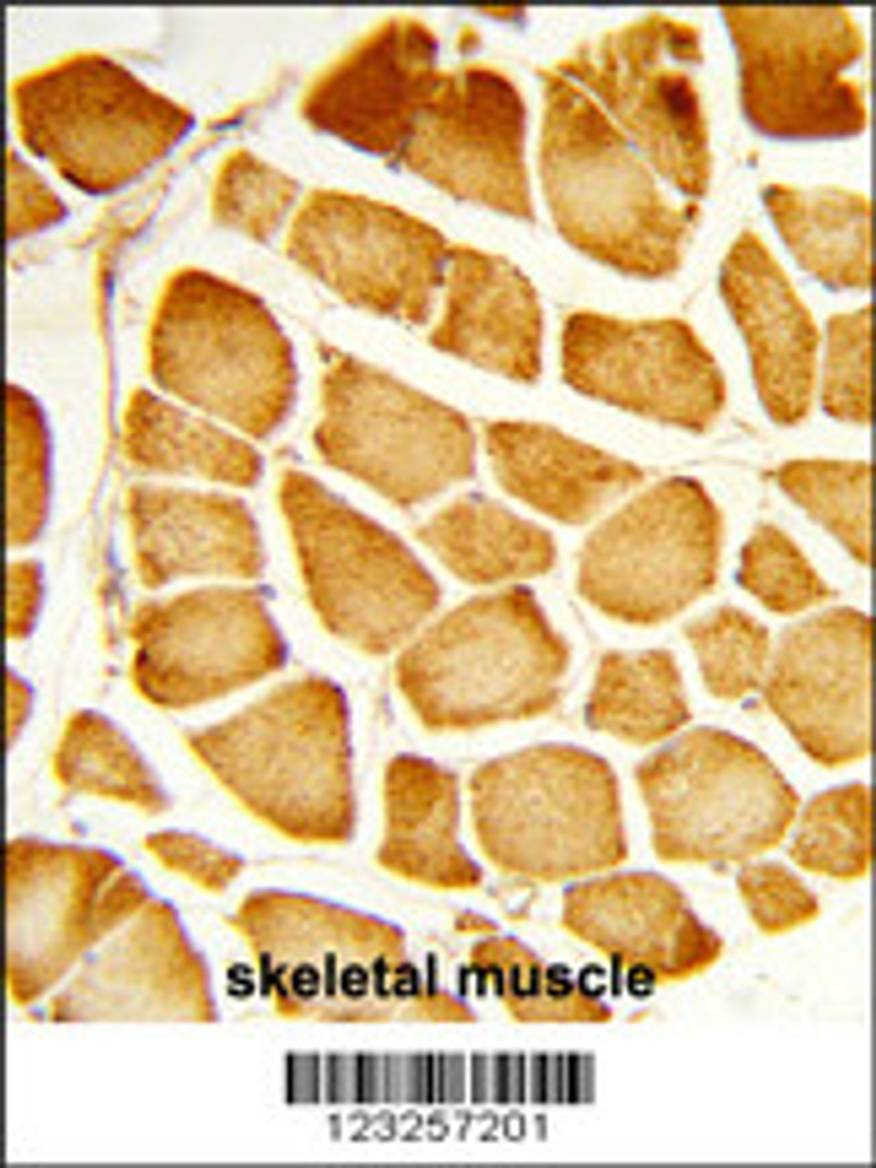 Formalin-fixed and paraffin-embedded human skeletal muscle reacted with COX4I1 Antibody (N-term) , which was peroxidase-conjugated to the secondary antibody, followed by DAB staining.