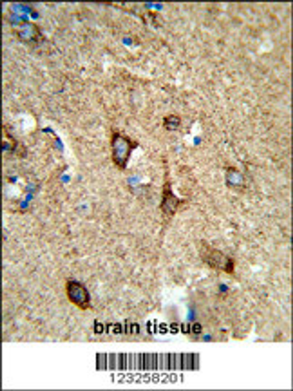 Formalin-fixed and paraffin-embedded human brain tissue reacted with COX5A Antibody, which was peroxidase-conjugated to the secondary antibody, followed by DAB staining.