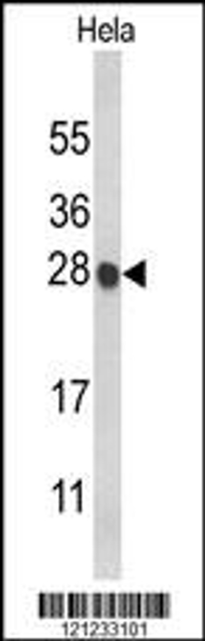 Western blot analysis of HIST1H1C Antibody in Hela cell line lysates (35ug/lane)