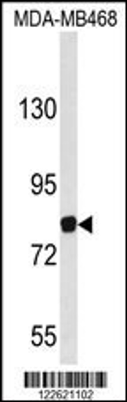 Western blot analysis of EVI5 Antibody in MDA-MB468 cell line lysates (35ug/lane)