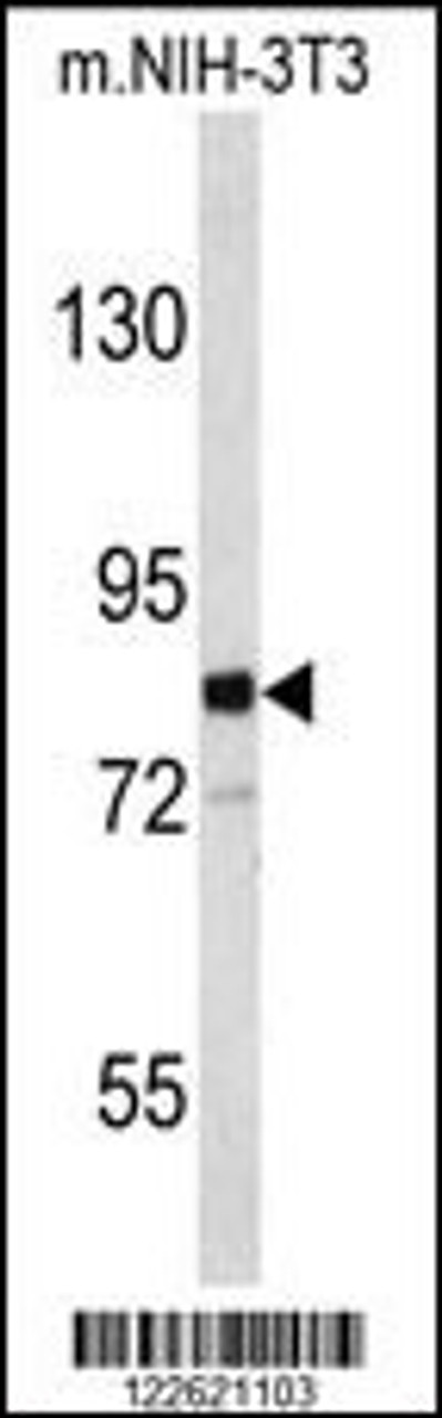 Western blot analysis of EVI5 Antibody in mouse NIH-3T3 cell line lysates (35ug/lane)