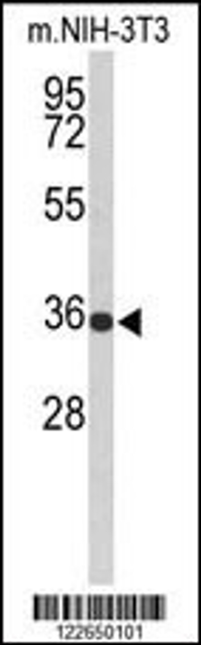 Western blot analysis of SLC25A17 Antibody in Mouse NIH-3T3 cell line lysates (35ug/lane)
