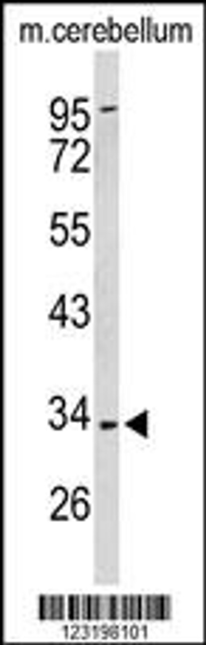 Western blot analysis of PXMP3 Antibody in mouse cerebellum tissue lysates (35ug/lane)