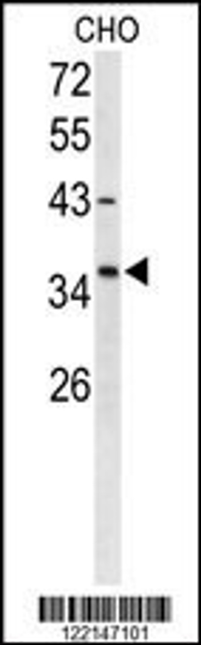 Western blot analysis of FOXL1 Antibody in CHO cell line lysates (35ug/lane) .