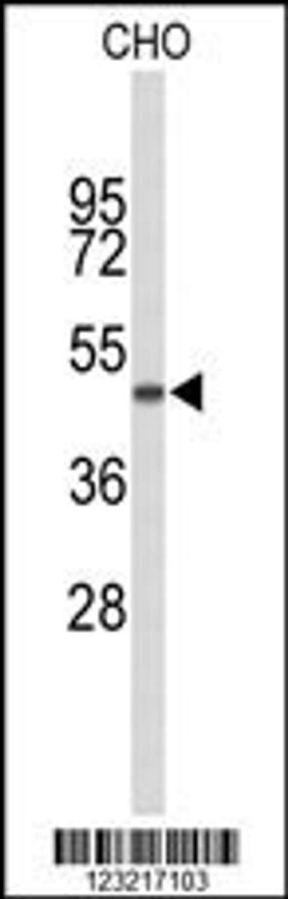 Western blot analysis of GORAB Antibody in CHO cell line lysates (35ug/lane) .