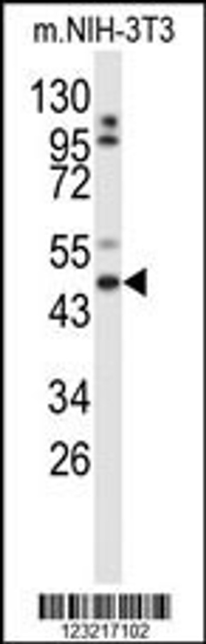 Western blot analysis of GORAB Antibody in mouse NIH-3T3 cell line lysates (35ug/lane)