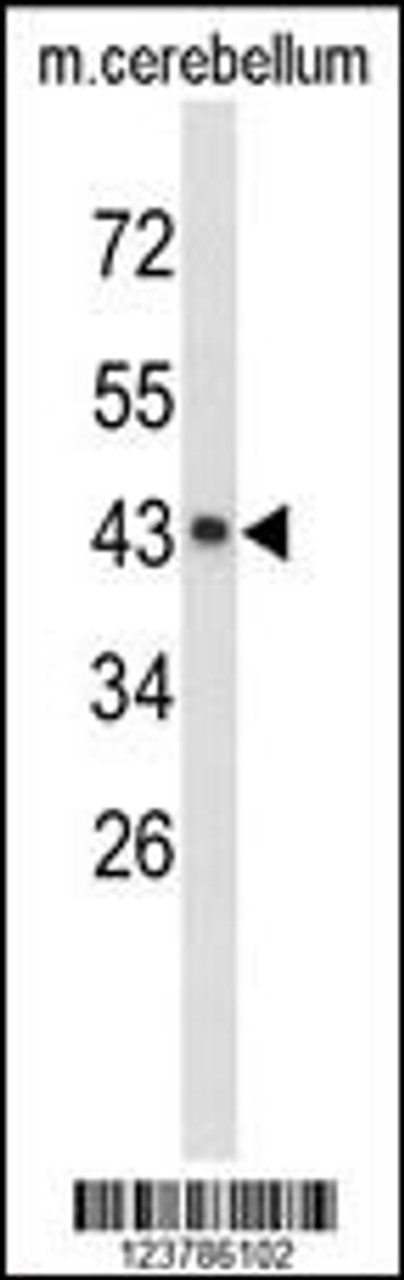 Western blot analysis of EXTL2 Antibody in mouse cerebellum tissue lysates (35ug/lane)