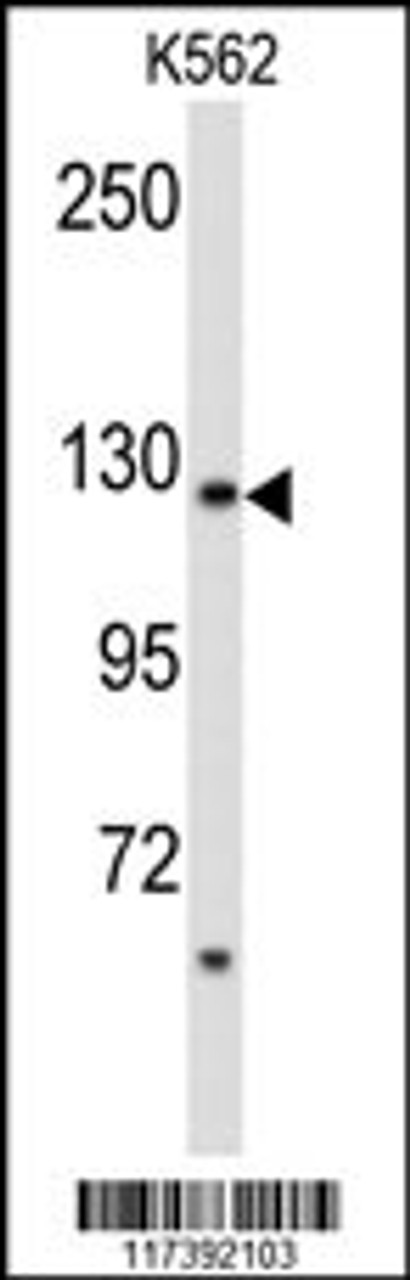 Western blot analysis of PLCB2 Antibody in K562 cell line lysates (35ug/lane)