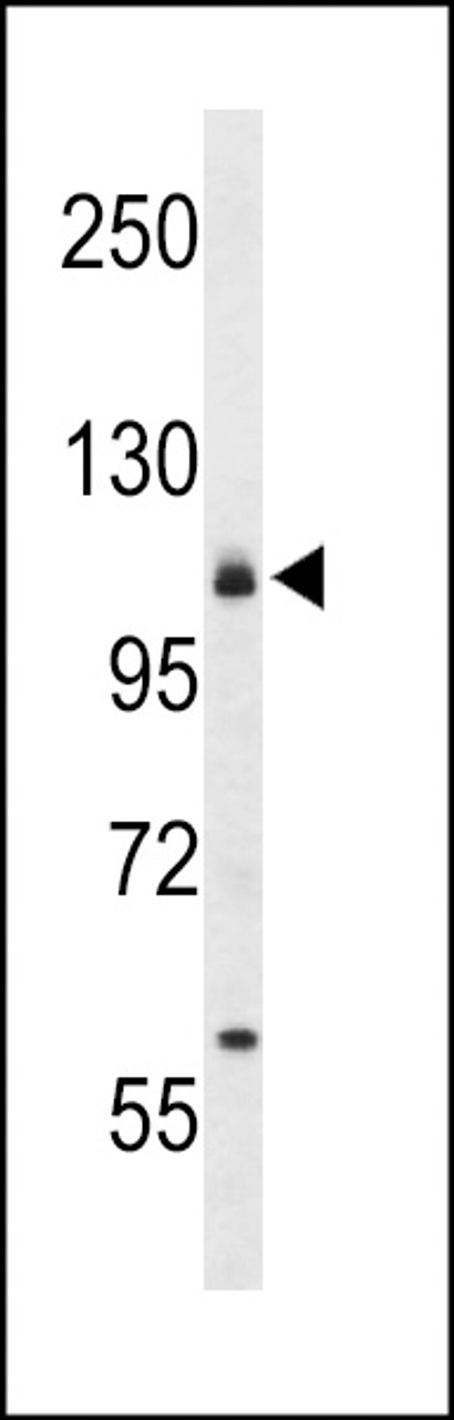 Western blot analysis of CD49f Antibody in 293 cell line lysates (35ug/lane)