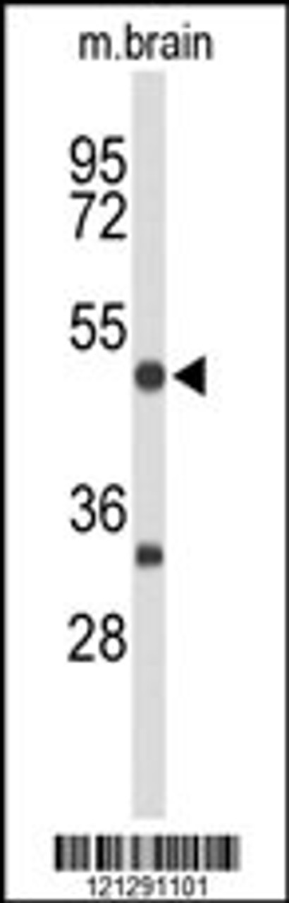 Western blot analysis of MEF2A Antibody in mouse brain tissue lysates (35ug/lane)