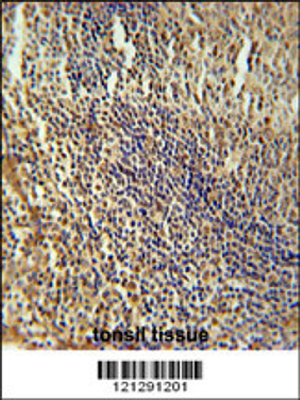 MEF2A Antibody immunohistochemistry analysis in formalin fixed and paraffin embedded human tonsil tissue followed by peroxidase conjugation of the secondary antibody and DAB staining.