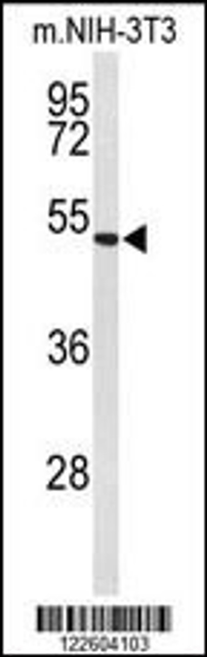 Western blot analysis of EFEMP2 Antibody in mouse NIH-3T3 cell line lysates (35ug/lane)