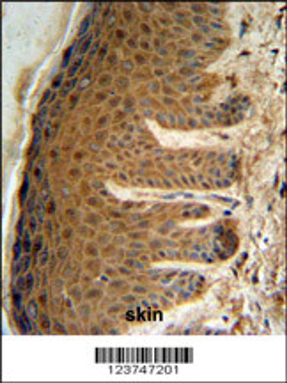 EFTUD2 Antibody IHC analysis in formalin fixed and paraffin embedded human skin tissue followed by peroxidase conjugation of the secondary antibody and DAB staining.