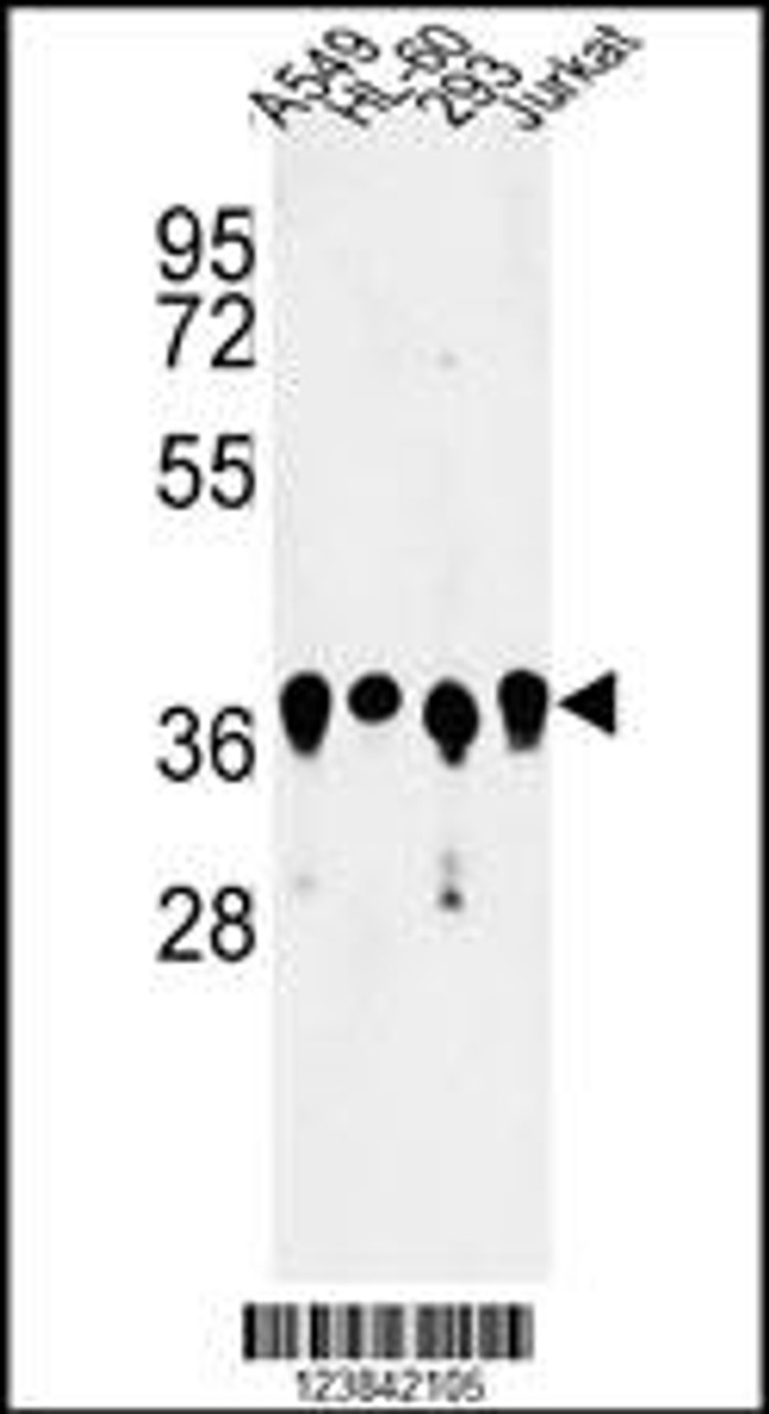 Western blot analysis of ARGLU1 Antibody in A549, HL-60, 293, Jurkat cell line lysates (35ug/lane)