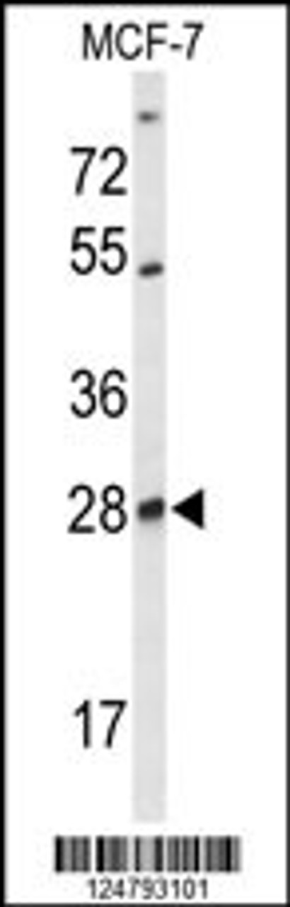 Western blot analysis of SELT Antibody in MCF-7 cell line lysates (35ug/lane)