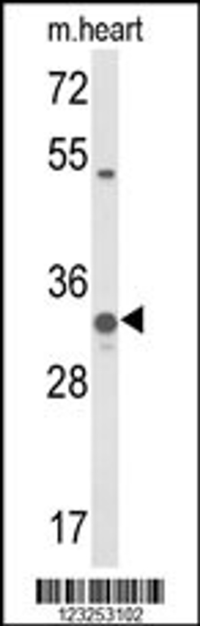 Western blot analysis of COQ5 Antibody in mouse heart tissue lysates (35ug/lane)