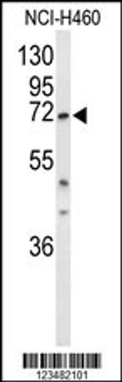 Western blot analysis of DDX17 Antibody in NCI-H460 cell line lysates (35ug/lane)