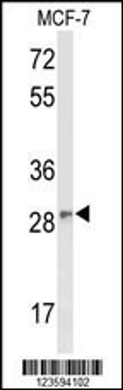 Western blot analysis of DAGLB Antibody in MCF-7 cell line lysates (35ug/lane) .