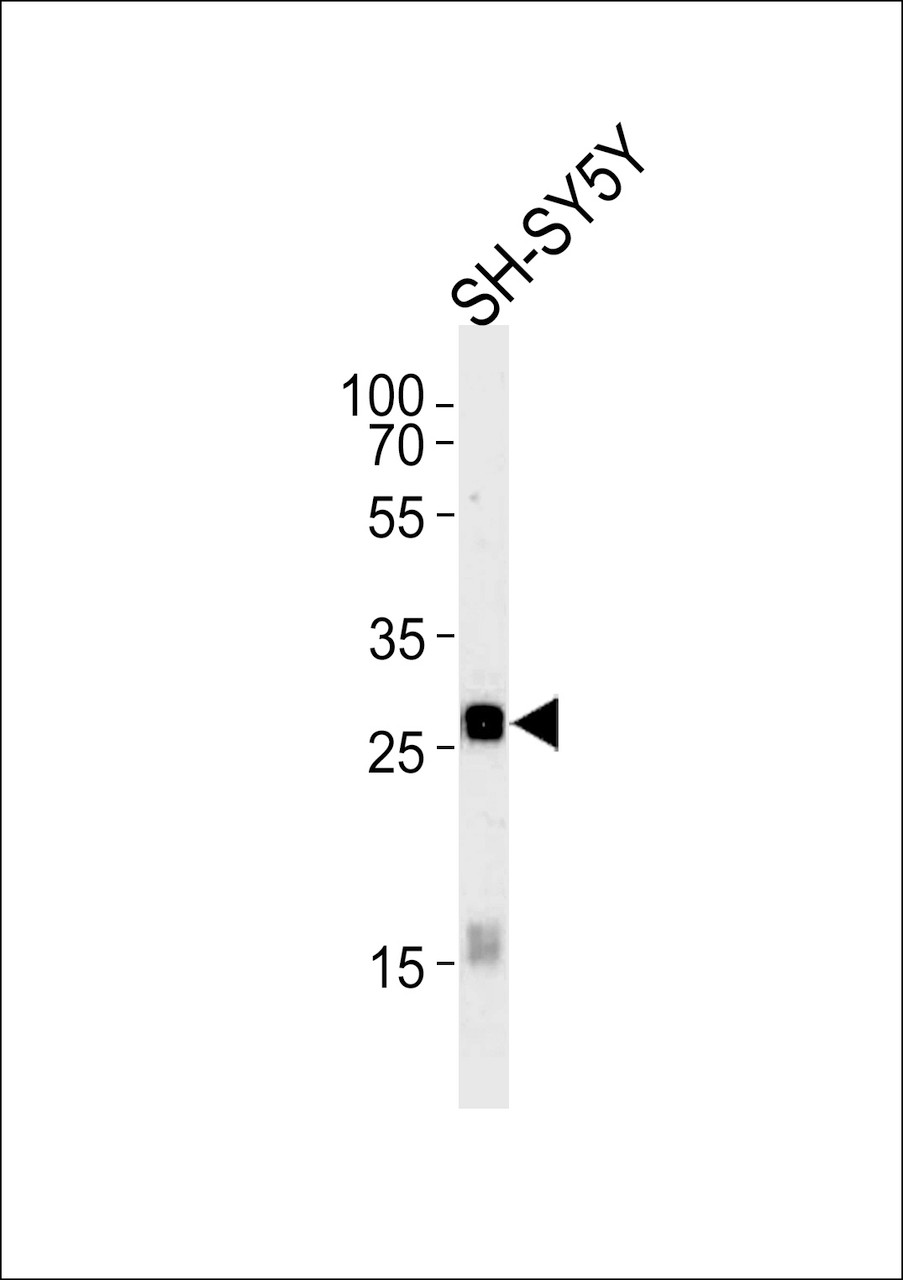 Western blot analysis in SH-SY5Y cell line lysates (35ug/lane) .