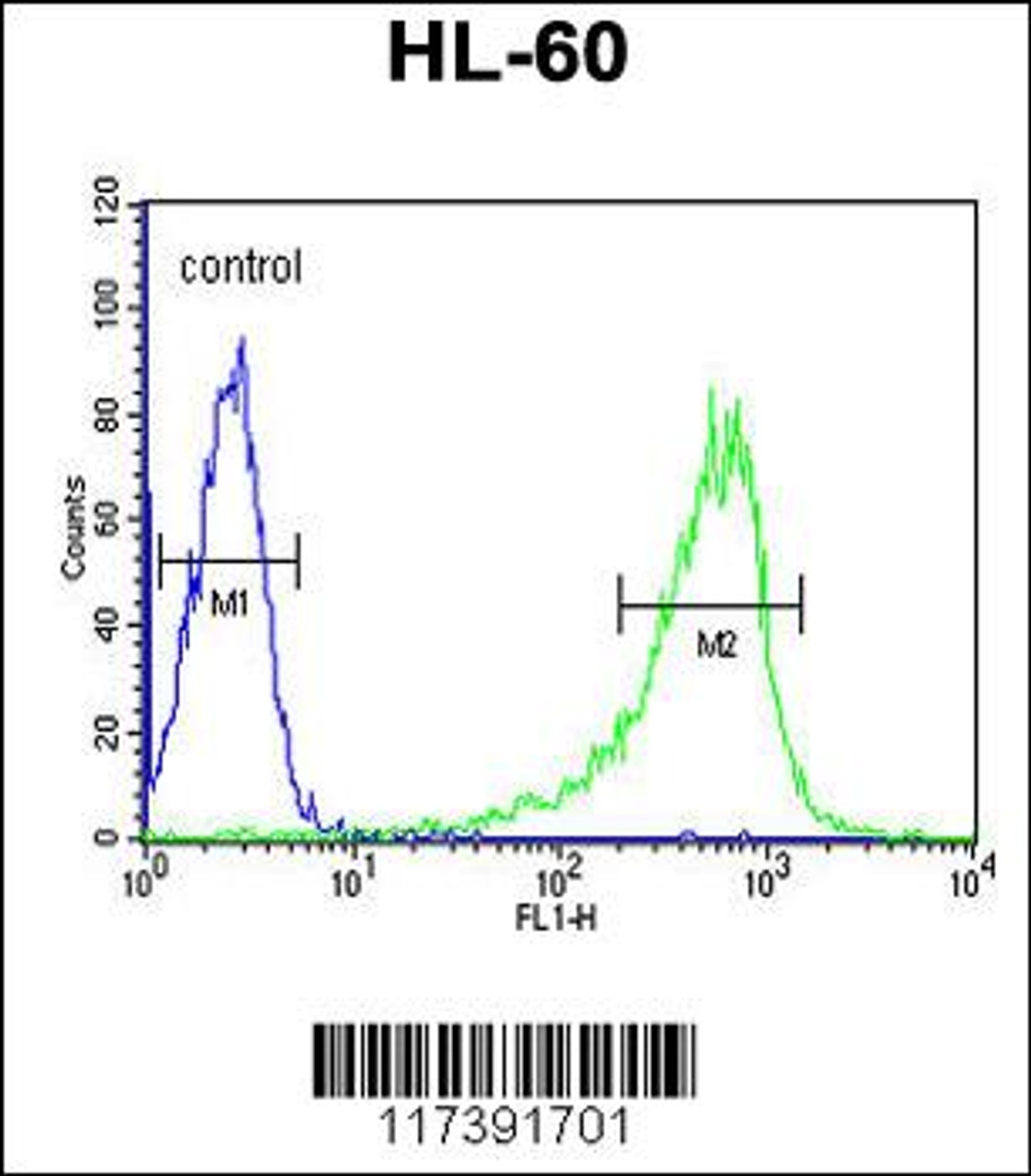 Flow cytometric analysis of HL-60 cells (right histogram) compared to a negative control cell (left histogram) .FITC-conjugated goat-anti-rabbit secondary antibodies were used for the analysis.