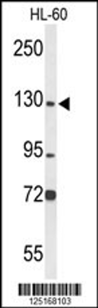 Western blot analysis of MCM2 Antibody in HL-60 cell line lysates (35ug/lane)