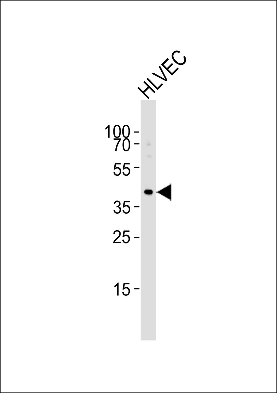 Western blot analysis of lysate from HLVEC cell line, using TBX1 Antibody at 1:1000 at each lane.