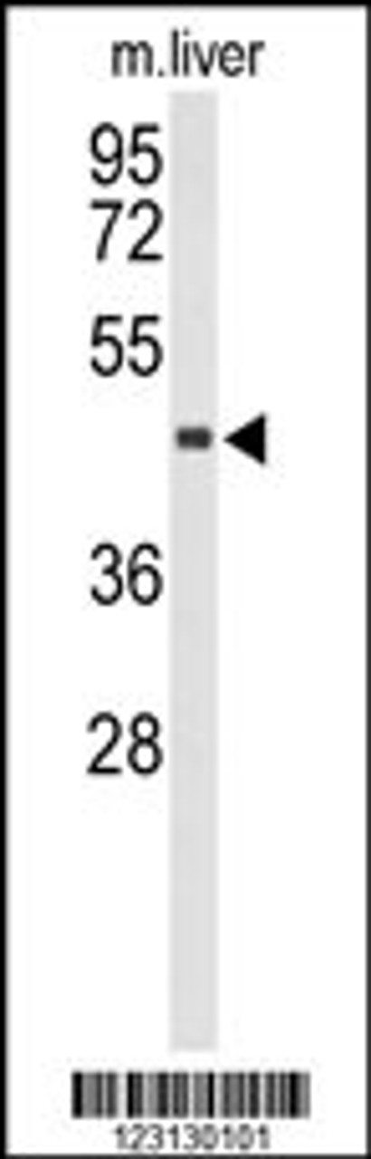 Western blot analysis of CHIA Antibody in mouse liver tissue lysates (35ug/lane)