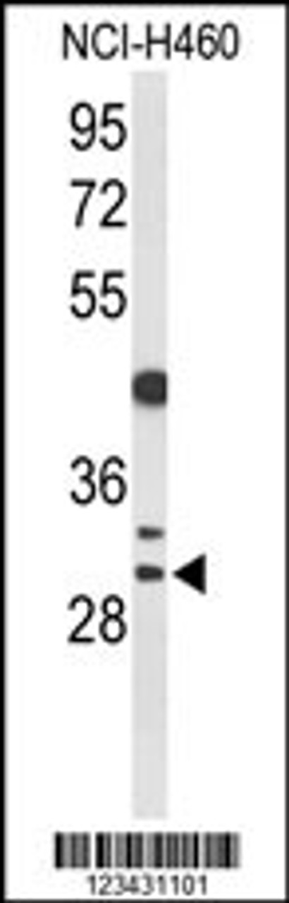 Western blot analysis of CCNB1IP1 Antibody in NCI-H460 cell line lysates (35ug/lane)