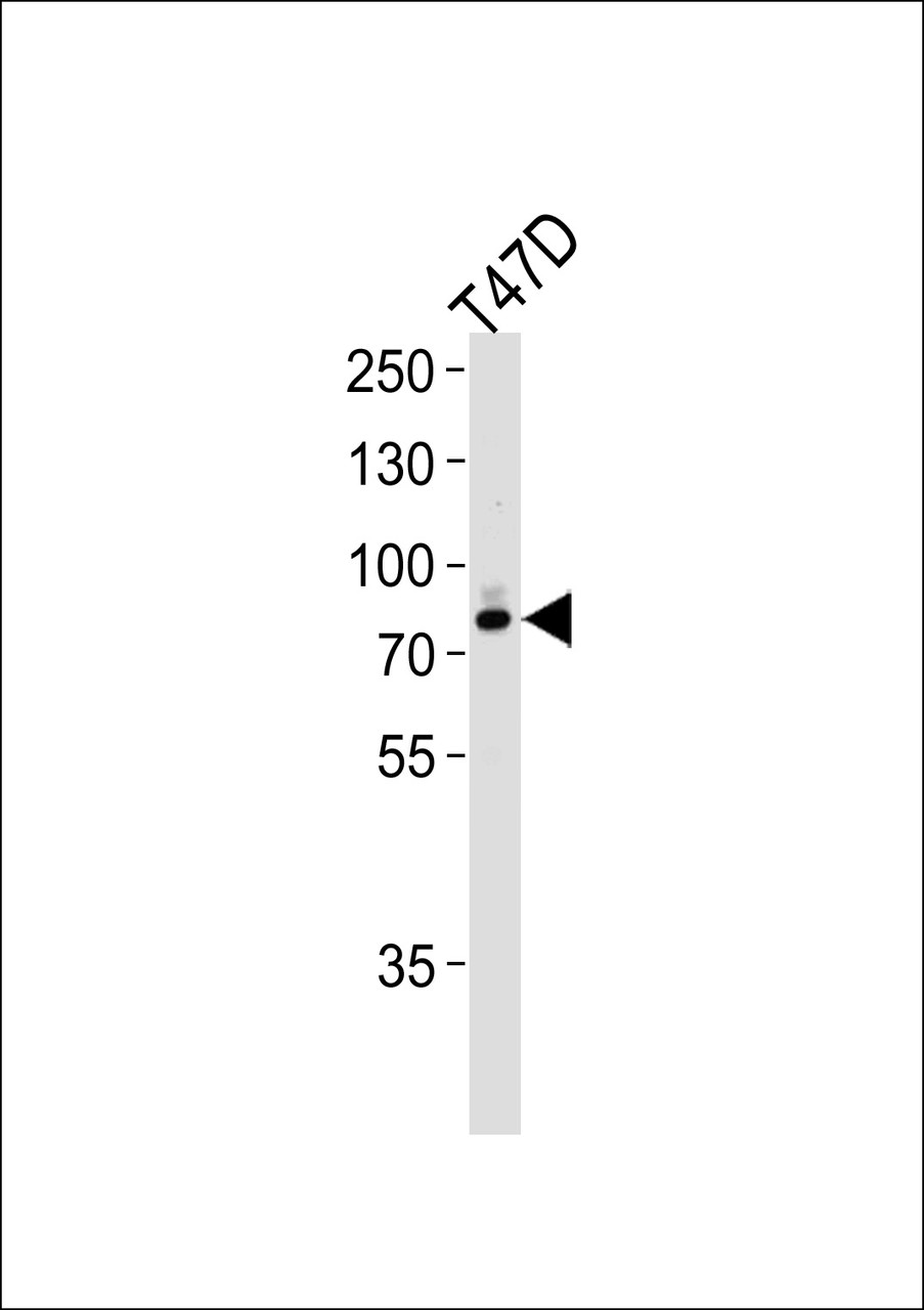 Western blot analysis of lysate from T47D cell line, using EXT2 Antibody at 1:1000 at each lane