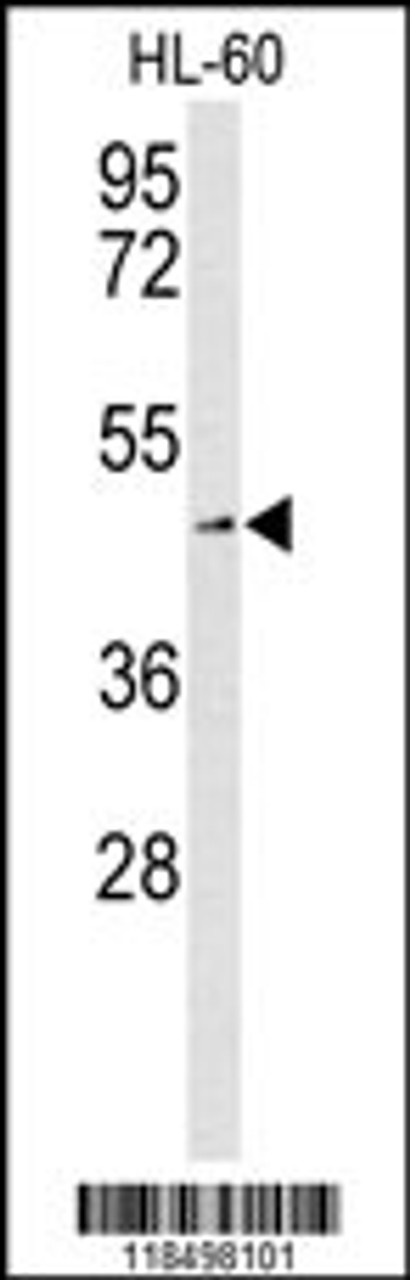 Western blot analysis of SLC1A5 Antibody in HL-60 cell line lysates (35ug/lane)