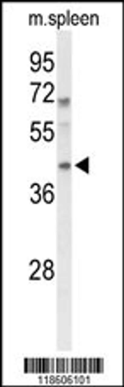 Western blot analysis of MAFA Antibody in mouse spleen tissue lysates (35ug/lane)