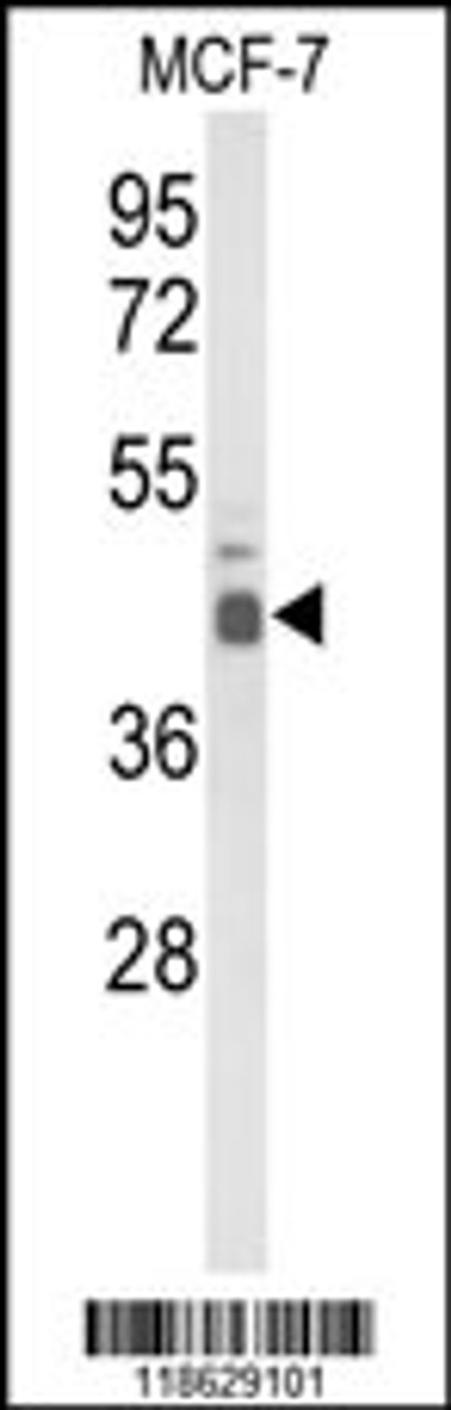 Western blot analysis of ELF3 Antibody in MCF-7 cell line lysates (35ug/lane)