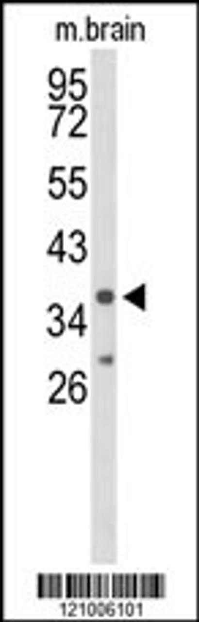 Western blot analysis of IL2RG Antibody in mouse brain tissue lysates (35ug/lane)