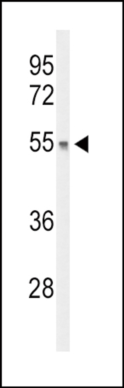 Western blot analysis of DGCR2 Antibody in mouse liver tissue lysates (35ug/lane)