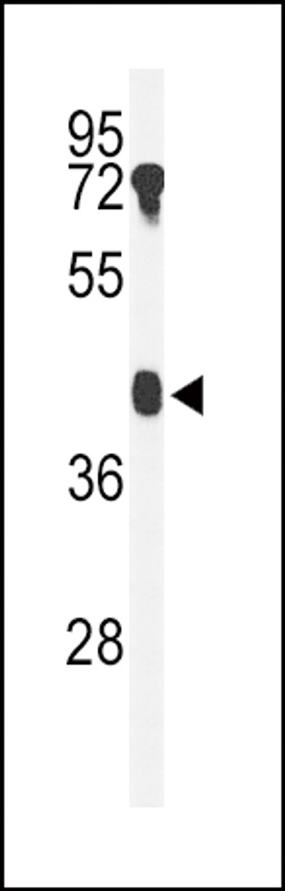Western blot analysis of B4GALT2 Antibody in mouse testis tissue lysates (35ug/lane)