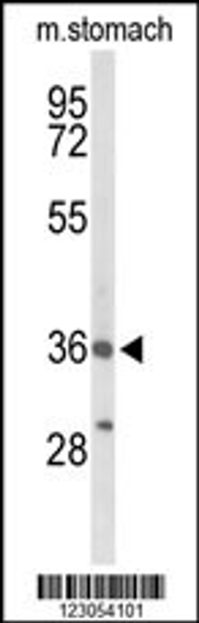 Western blot analysis of BRS3 Antibody in mouse stomach tissue lysates (35ug/lane)