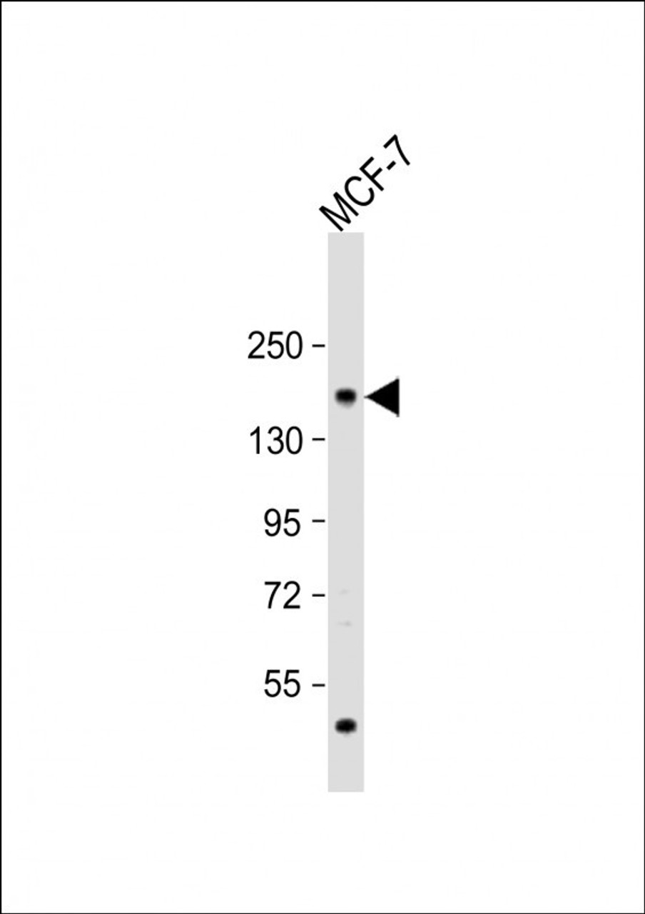 Western Blot at 1:1000 dilution + MCF-7 whole cell lysate Lysates/proteins at 20 ug per lane.