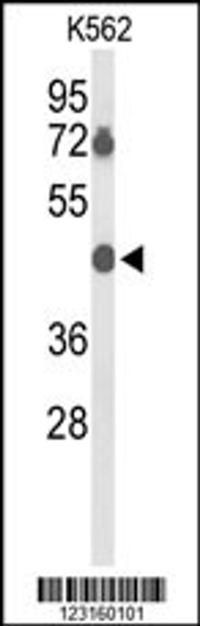 Western blot analysis of BTBD10 Antibody in K562 cell line lysates (35ug/lane)