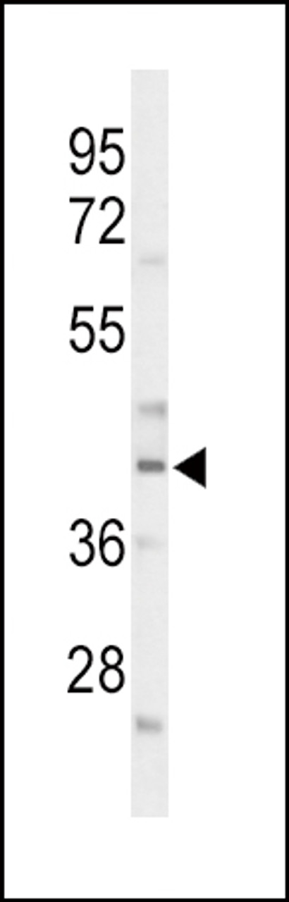 Western blot analysis of CEBPA Antibody in mouse liver tissue lysates (35ug/lane)