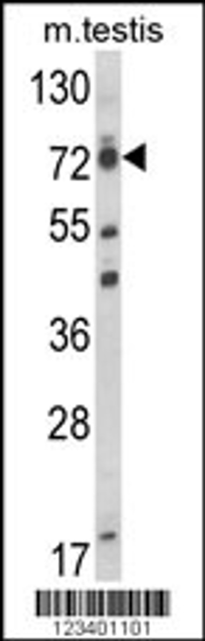 Western blot analysis of ELL Antibody in mouse testis tissue lysates (35ug/lane)
