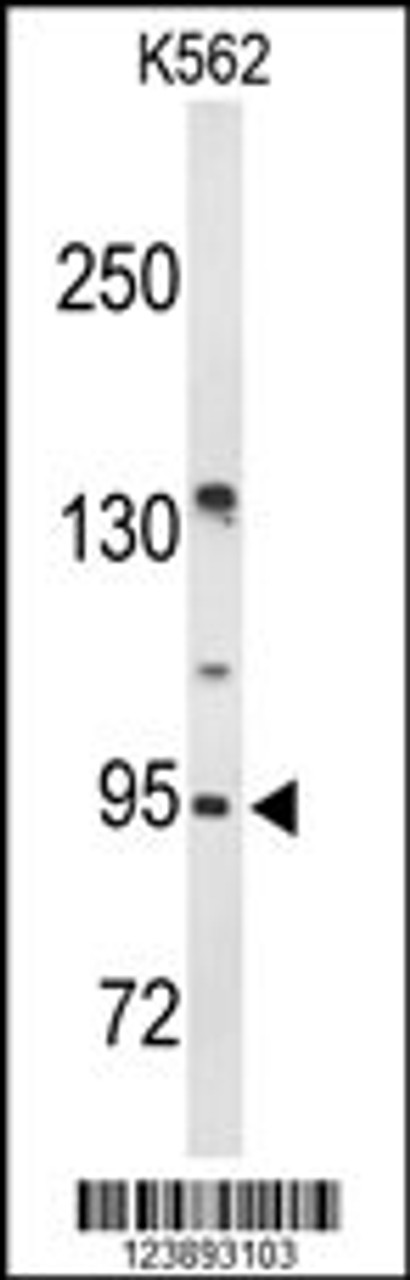 Western blot analysis of FAM5C Antibody in K562 cell line lysates (35ug/lane)