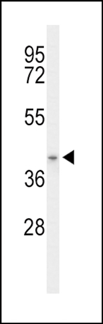 Western blot analysis of ACAD8 Antibody in mouse stomach tissue lysates (35ug/lane)